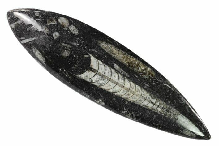 Polished Fossil Orthoceras (Cephalopod) - Morocco #138330